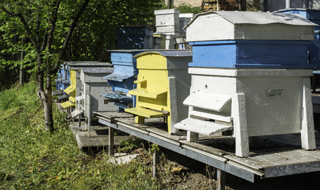 Swarm of bees fly to beehive. Sun light