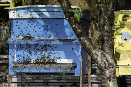 Swarm of bees fly to beehive. Sun light