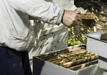 Beekeeper look honeycombs. White protective clothing