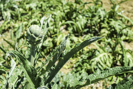 Artichoke plantation. Sunlight. Close up artichokeの写真素材