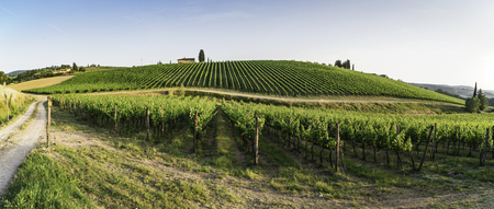 Vineyards in Tuscany. Farm house.Panoramic viewの写真素材