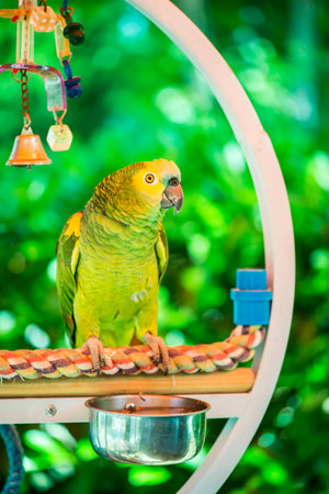 Green parrot perched on a swingの写真素材
