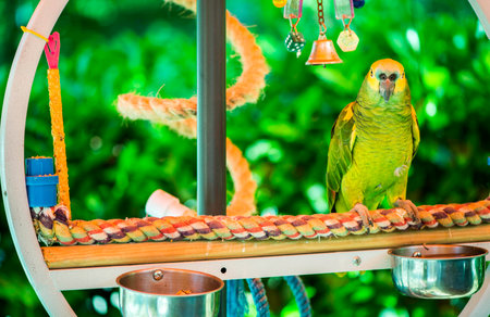 Green parrot perched on a swingの写真素材