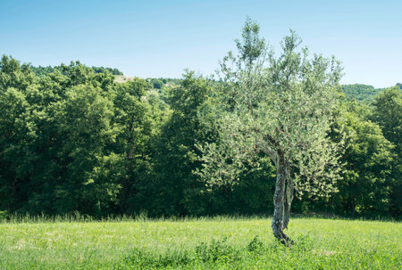 Olive trees in Italy, Tuscanyの写真素材
