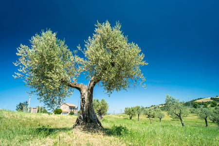 Olive tree in Italy, Tuscanyの写真素材