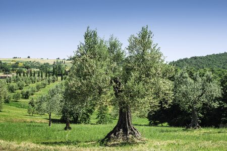 Olive tree in Italy, Tuscanyの写真素材