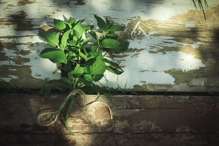 Bundle mint on wood. Sun lightの写真素材