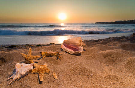 Sunrise on the beach. Shells in closeup.の写真素材