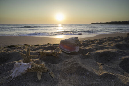 Sunrise on the beach. Shells in closeup.