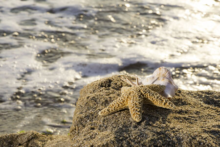 Sunrise on the beach. Starfish