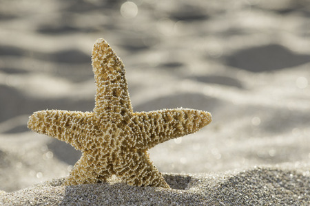 Sunrise on the beach. Starfish