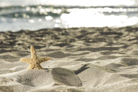Sunrise on the beach. Starfish