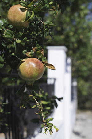Pomegranate tree with fruitsの写真素材
