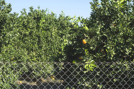 Orange trees in plantation. Agriculture trees. Greeceの写真素材