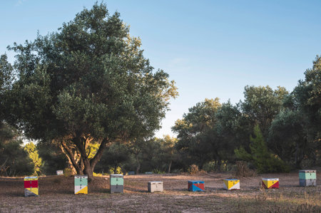 Colorful beehives.の写真素材