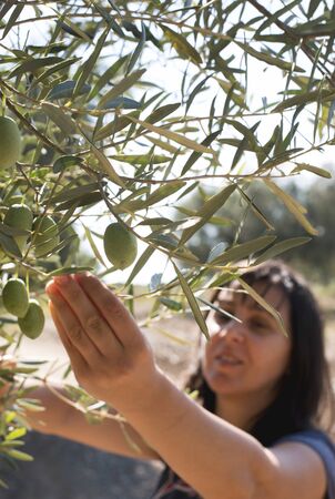 Picking olives.Woman holding olive branch. Greeceの写真素材