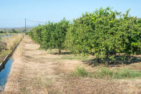 Orange trees in plantation. Agriculture trees. Greece