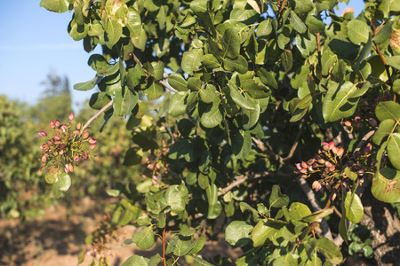 Pistachio tree. Close up branch with fruits. Greeceの写真素材