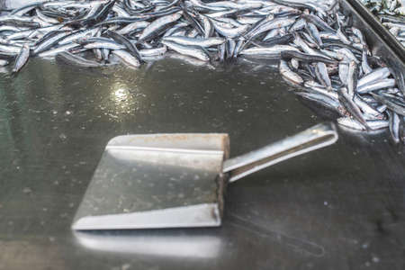 Fish on ice in the market. Greece, Athens, Piraeusの写真素材