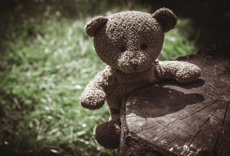 Teddy bear on the grass. Sun lightの写真素材