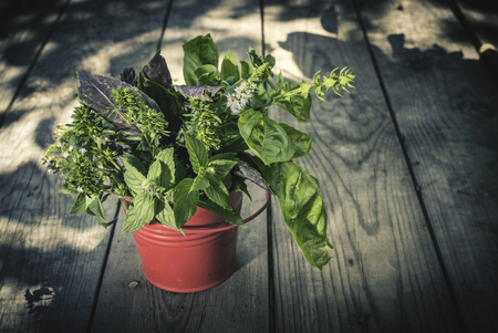 Fresh herbs in garden. Day lightの写真素材