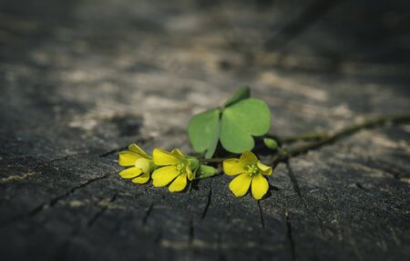 Small yellow flowers on woodの写真素材