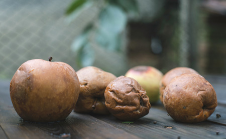 Rotten apples on wood. Day light