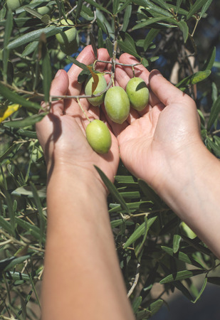 Hand holding olive tree branch. Sun lightの写真素材