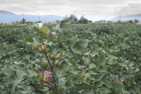 Blooming cotton. Pink and white bloomsの写真素材