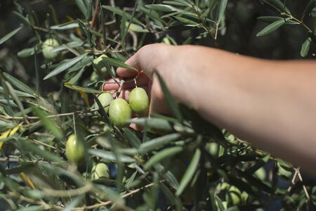 Hand holding olive tree branch. Sun lightの写真素材