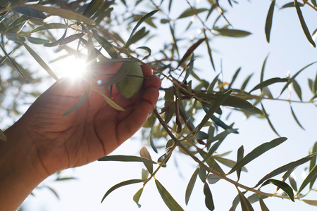 Hand holding olive tree branch. Sun lightの写真素材