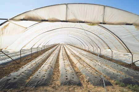Greenhouse without plants. Sunlightの写真素材