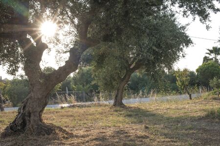 Olive trees and sun rays. Olive plantationの写真素材