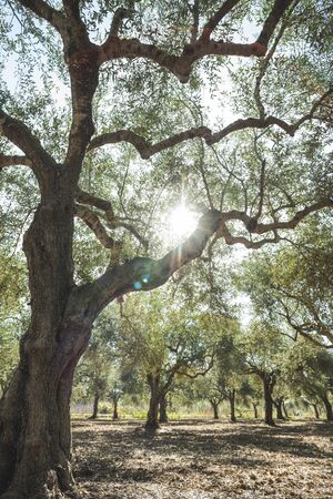 Olive trees and sun rays. Olive plantationの写真素材
