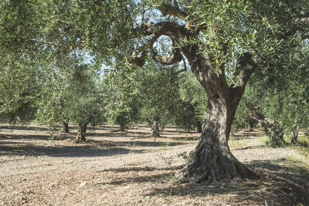 Olive trees in plantation. Agricultural landの写真素材