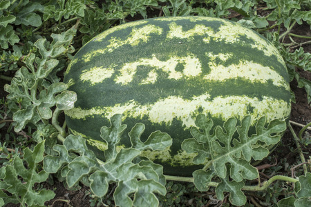 Watermelons on a field. Watermelons plantation in Greeceの写真素材