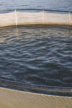 Cages for fish farming in mountain lakeの写真素材