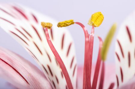 Macro shot flower blossom.の写真素材