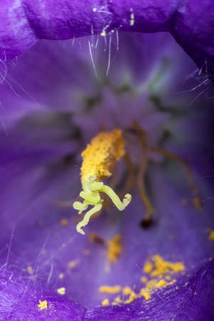 Violet flower blossom. Close up macro shot