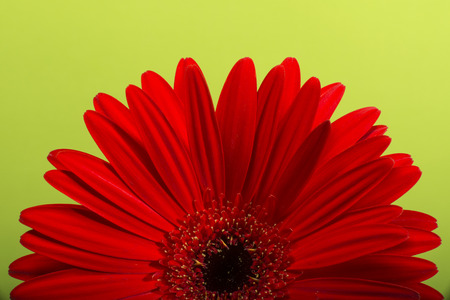 Red Gerbera flower blossom.の写真素材