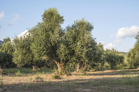 Olive trees in plantation. Agricultural landの写真素材