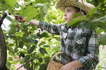 Child harvesting Morello Cherries on a tree.の写真素材