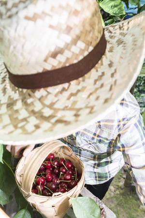Child harvesting Morello Cherries on a tree.
