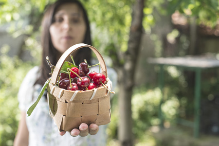 Woman picking cherries with basket in the garden.の写真素材