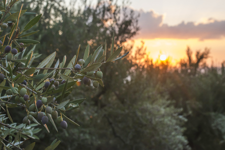 Olive trees on sunset. Sun raysの写真素材
