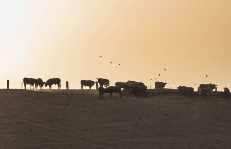 Bulls on a farm. Spainの写真素材