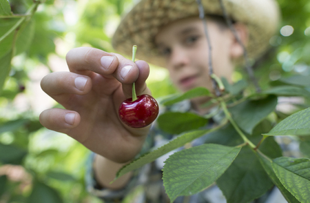 Child harvesting Morello Cherries on a tree.の写真素材