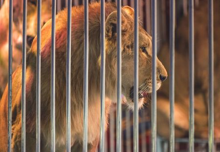 Lion in circus and audienceの写真素材