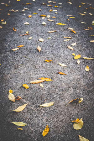 Autumn leaf on sidewalk. Dark background