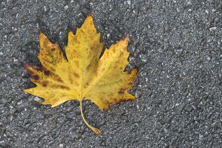 Autumn leaf on sidewalk. Dark background